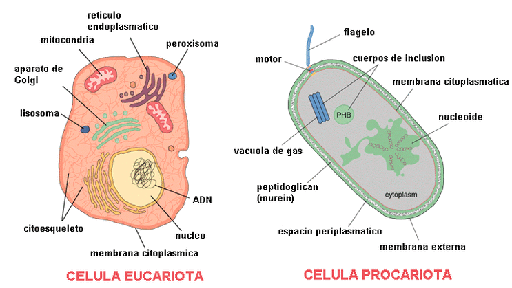Eucariota Vs Procariota Biotecnolog A Mol Cular